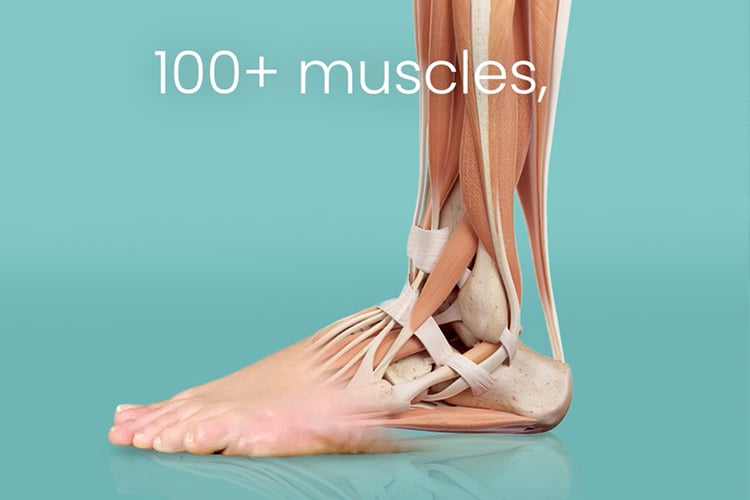 Anatomical Concepts Digital Marketing Ad