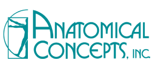 anatomical-concepts